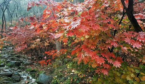 九如山紅楓葉